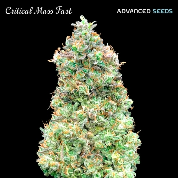 Critical Mass Fast Feminized Seeds Advanced Seeds