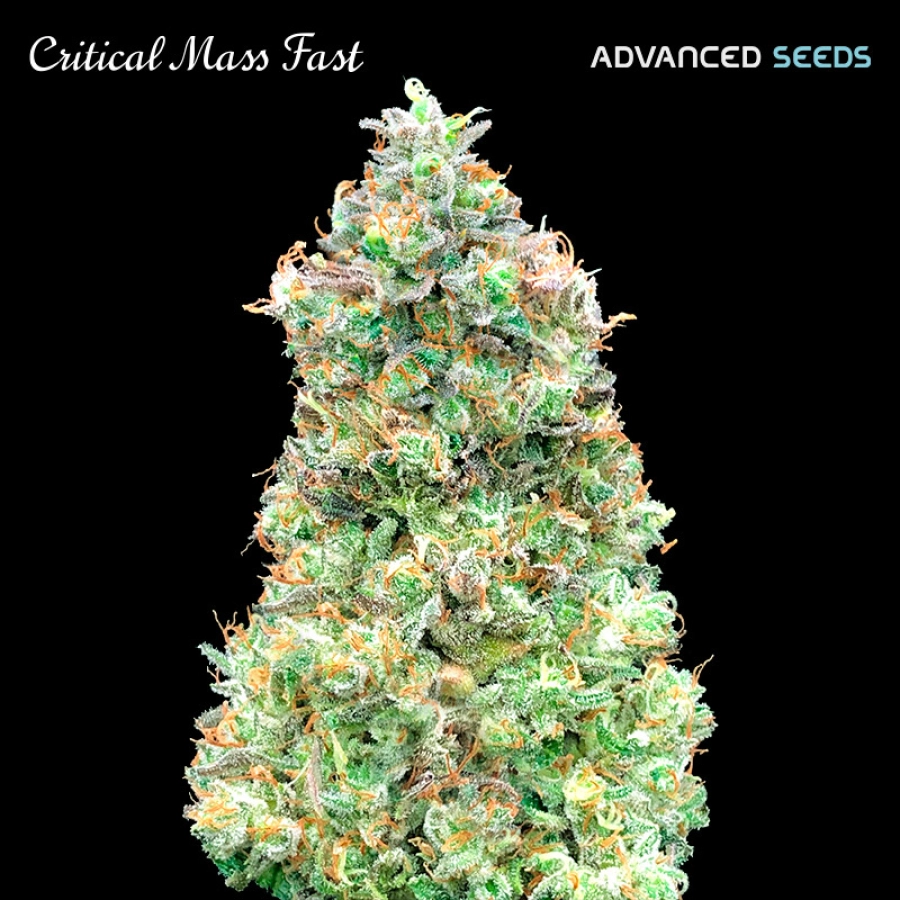 Critical Mass Fast – Advanced Seeds – Feminized