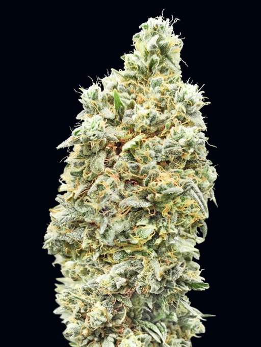 Strawberry Banana Fast – Advanced Seeds – Feminized