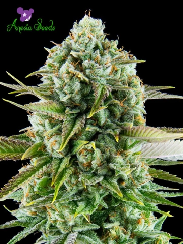 Pink Starburst Feminized Seeds Anesia Seeds