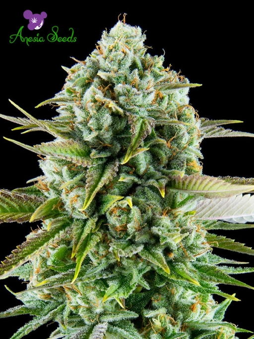 Pink Starburst – Anesia Seeds – Feminized