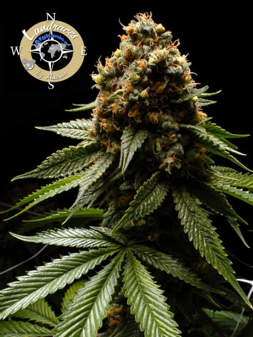Landrace Collection Afghanica – Anesia Seeds – Feminized