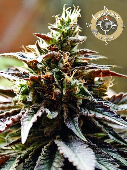 Landrace Collection Congo – Anesia Seeds – Feminized