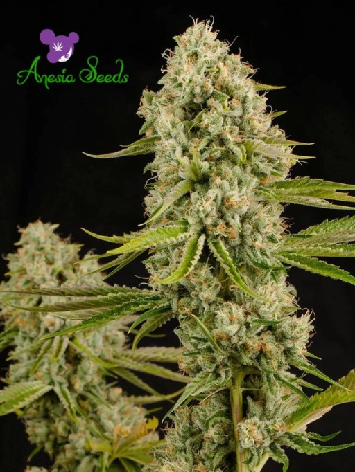 Landrace Collection Hindu Kush – Anesia Seeds – Feminized