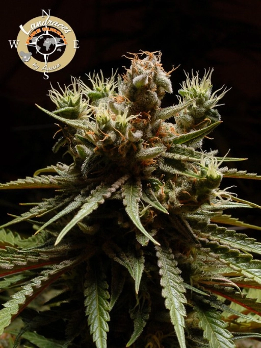 Landrace Collection Pure Durban – Anesia Seeds – Feminized