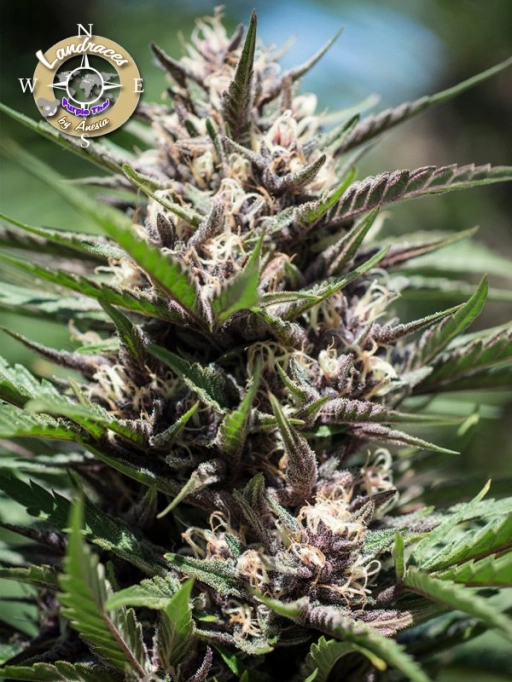 Landrace Collection Purple Thai – Anesia Seeds – Feminized