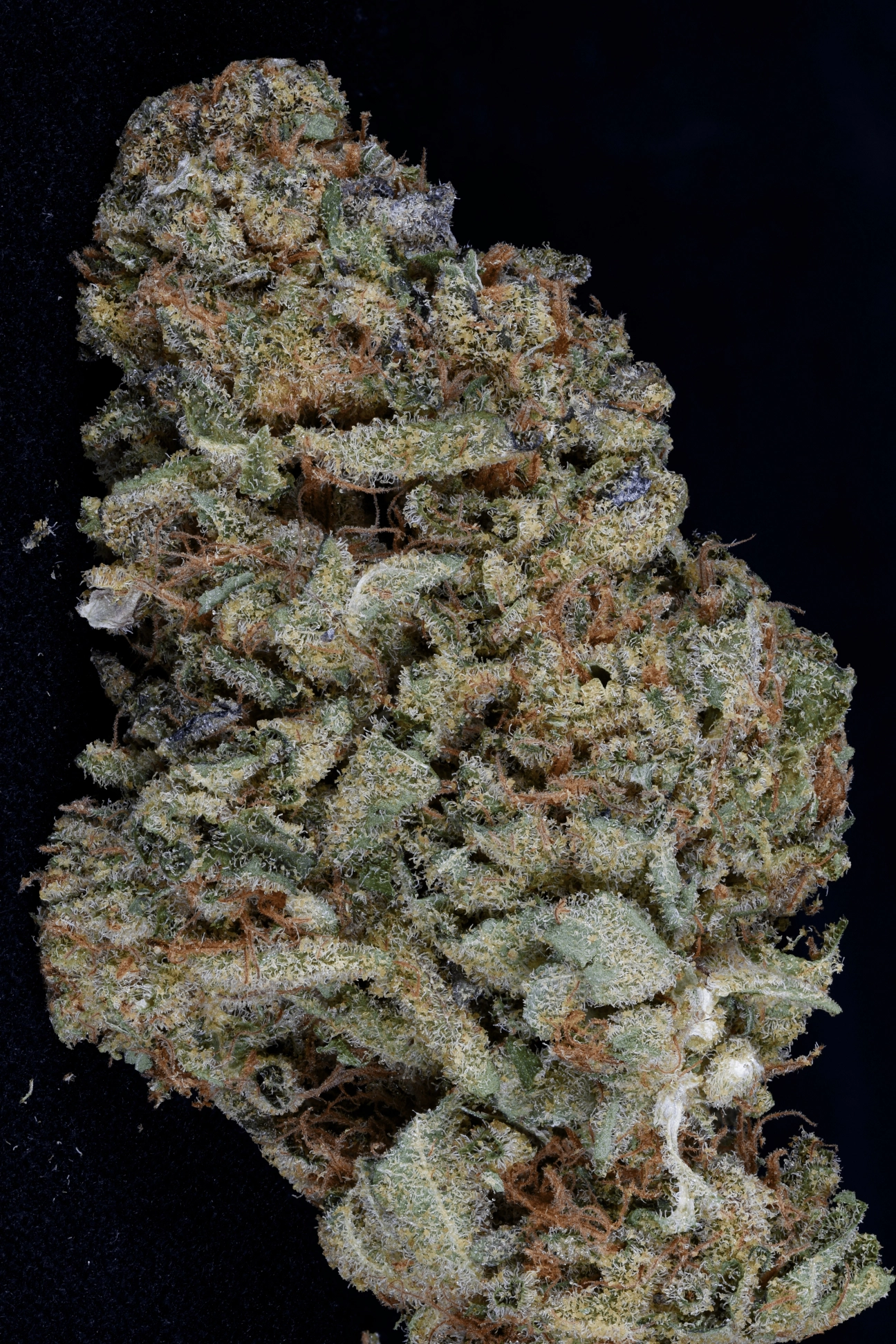Gorilla Zkittelz – Bighead Seeds – Feminized