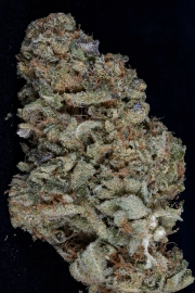 Gorilla Zkittelz Feminized Seeds Bighead Seeds
