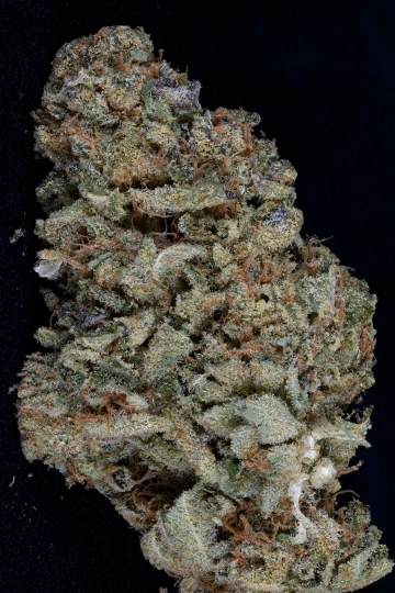Gorilla Zkittelz Feminized Seeds Bighead Seeds