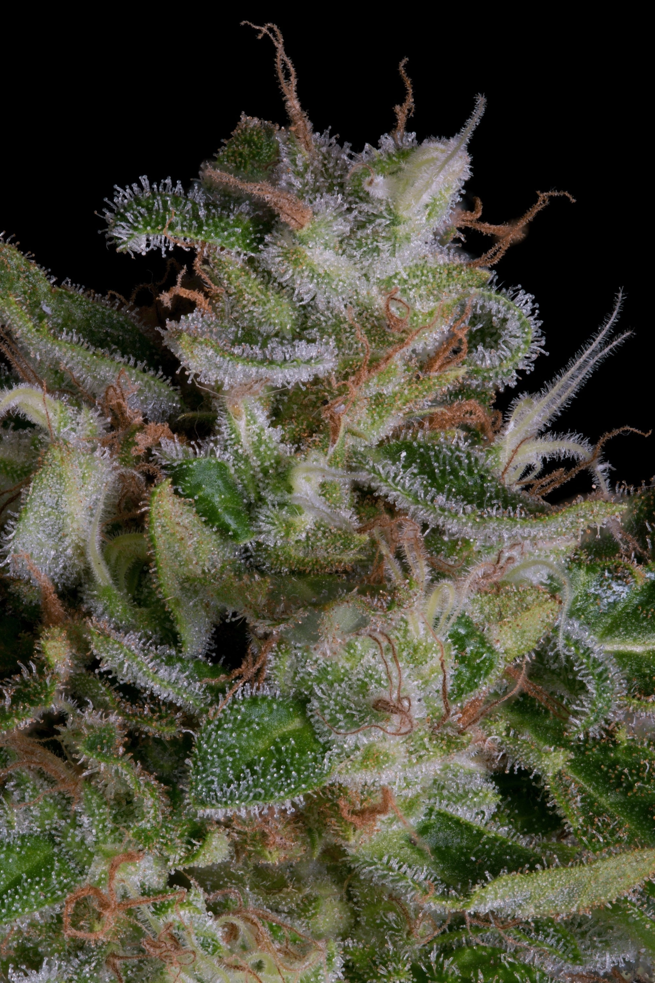 Alien Gorilla – Bighead Seeds – Feminized