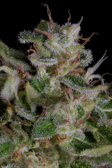 Alien Gorilla Feminized Seeds Bighead Seeds