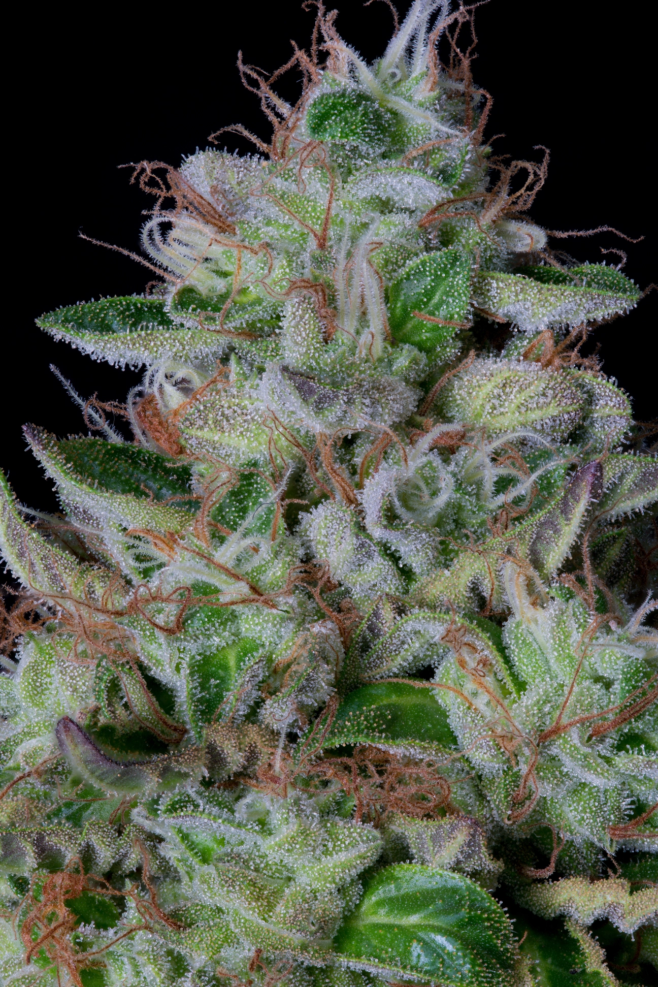 DosGelato – Bighead Seeds – Feminized