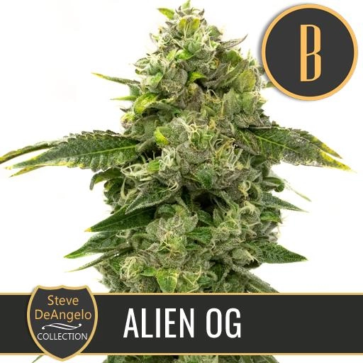 Steve Deangelos Alien OG – BlimBurn Seeds – Feminized