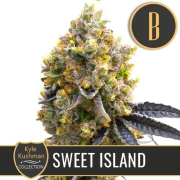 Kyle Kushmans Sweet Island Feminized Seeds BlimBurn Seeds
