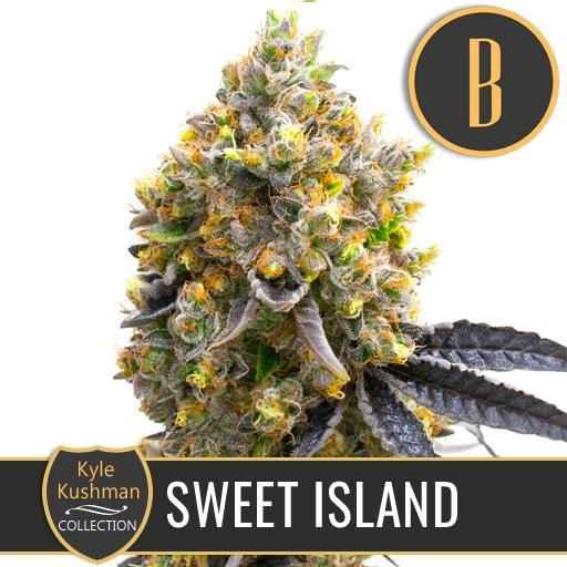 Kyle Kushmans Sweet Island – BlimBurn Seeds – Feminized