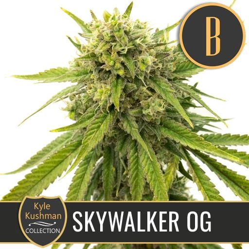 Kyle Kushmans Skywalker OG – BlimBurn Seeds – Feminized