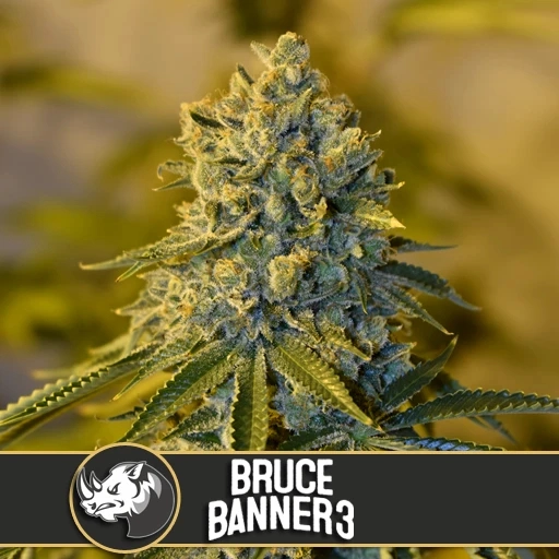 Bruce Banner 3 – BlimBurn Seeds – Feminized