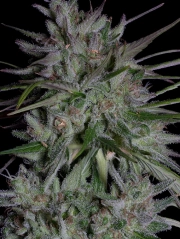 Don Girl Scout Cookies Feminized Seeds Don Avalanche