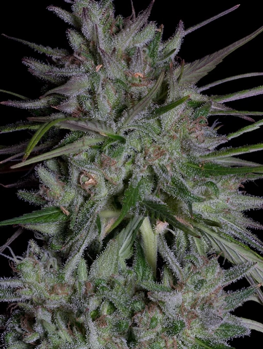Don Girl Scout Cookies – Don Avalanche – Feminized