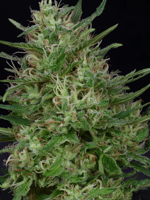 Don Green Crack – Don Avalanche – Feminized