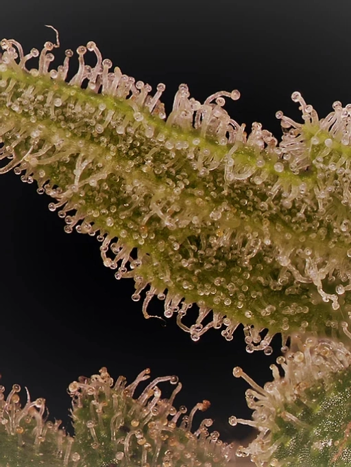 Don Lemon Glue – Don Avalanche – Feminized