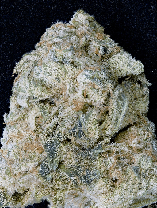 Don OG Kush – Don Avalanche – Feminized