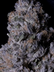 Don Purple Dick Feminized Seeds Don Avalanche