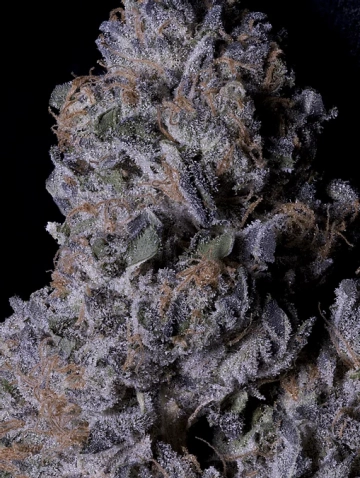 Don Purple Dick Feminized Seeds Don Avalanche