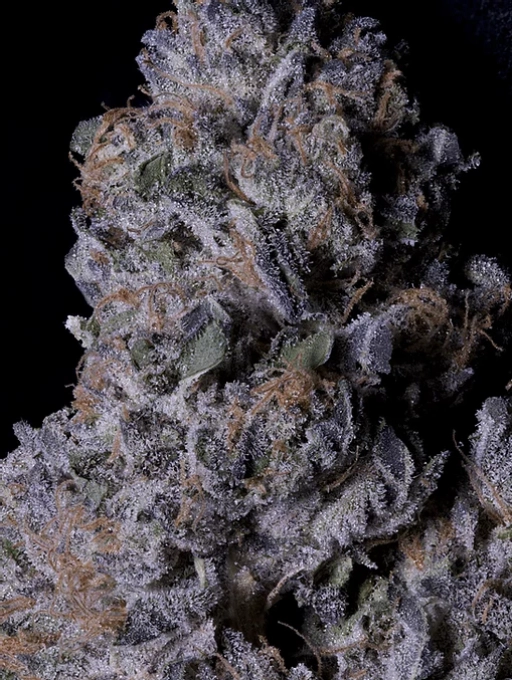 Don Purple Dick – Don Avalanche – Feminized