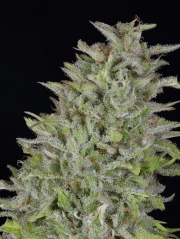 Don Wedding Cake Feminized Seeds Don Avalanche