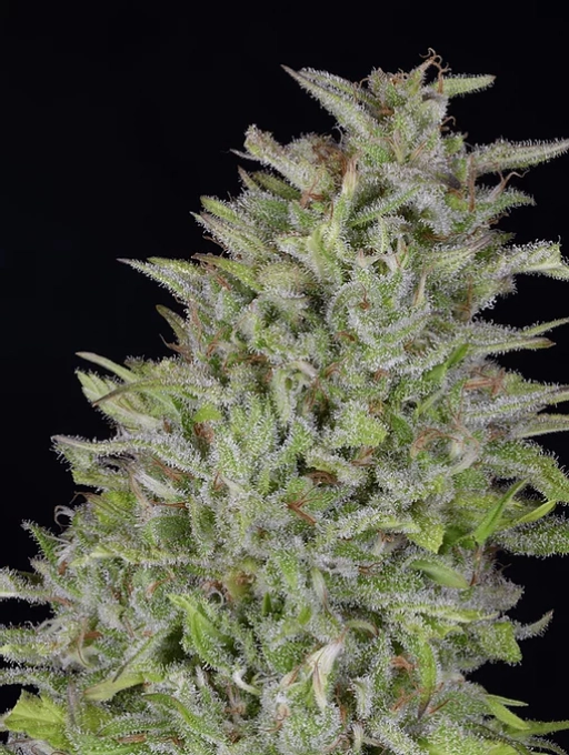 Don Wedding Cake – Don Avalanche – Feminized