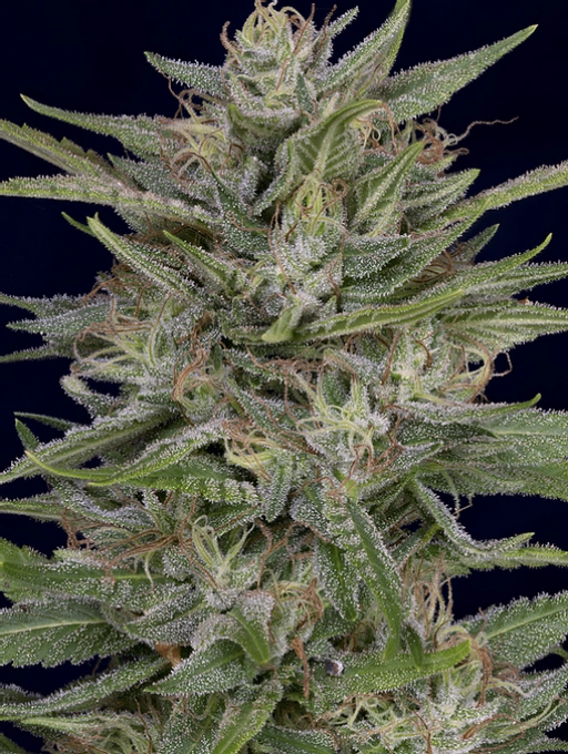 Don AK – Don Avalanche – Feminized