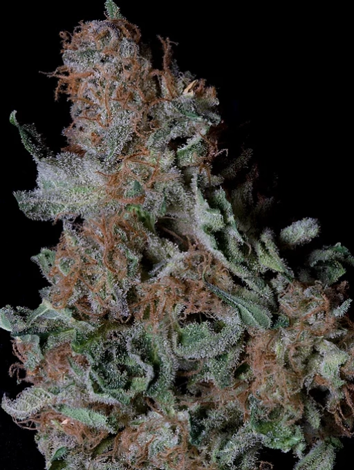 Don Blueberry Cookies – Don Avalanche – Feminized