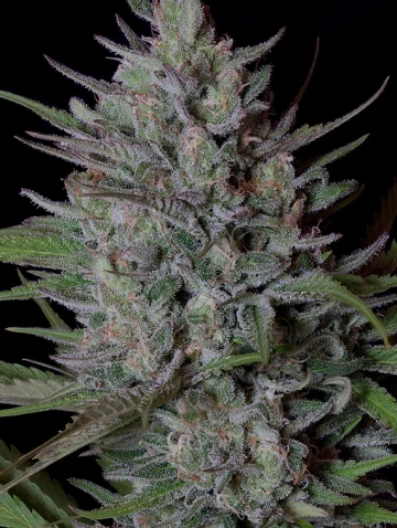 Don Biscotti Feminized Seeds Don Avalanche