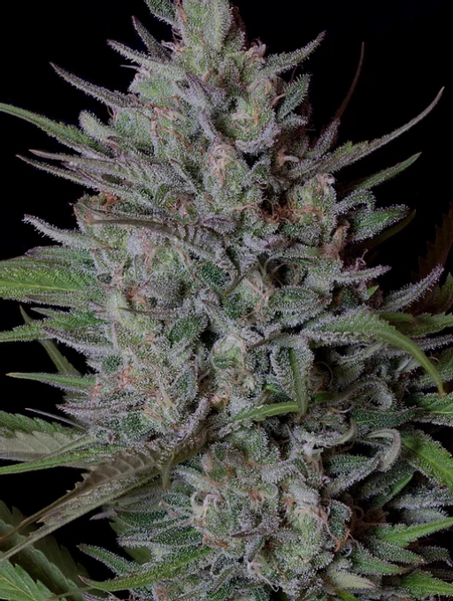 Don Biscotti – Don Avalanche – Feminized