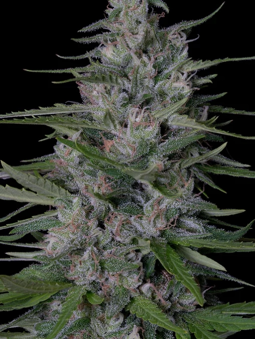 Don Bruce Banner – Don Avalanche – Feminized