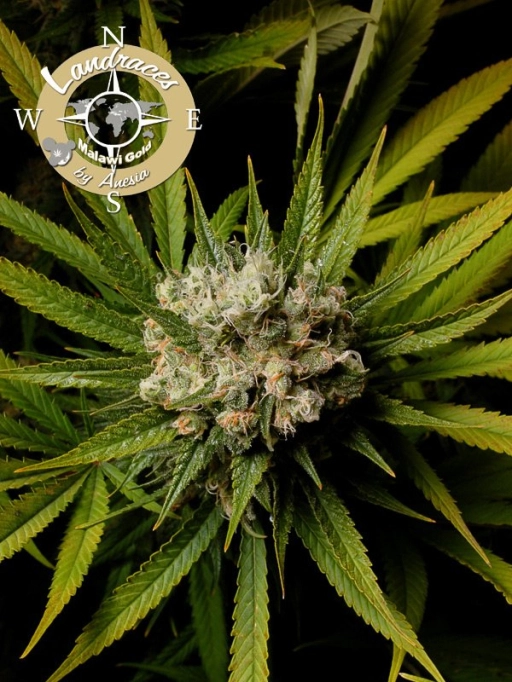 Landrace Collection Malawi Gold Feminized Seeds Anesia Seeds