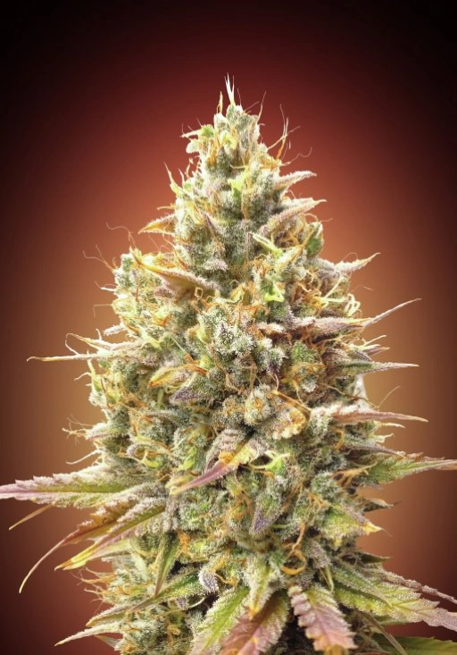Strawberry Banana Auto Auto Seeds Advanced Seeds