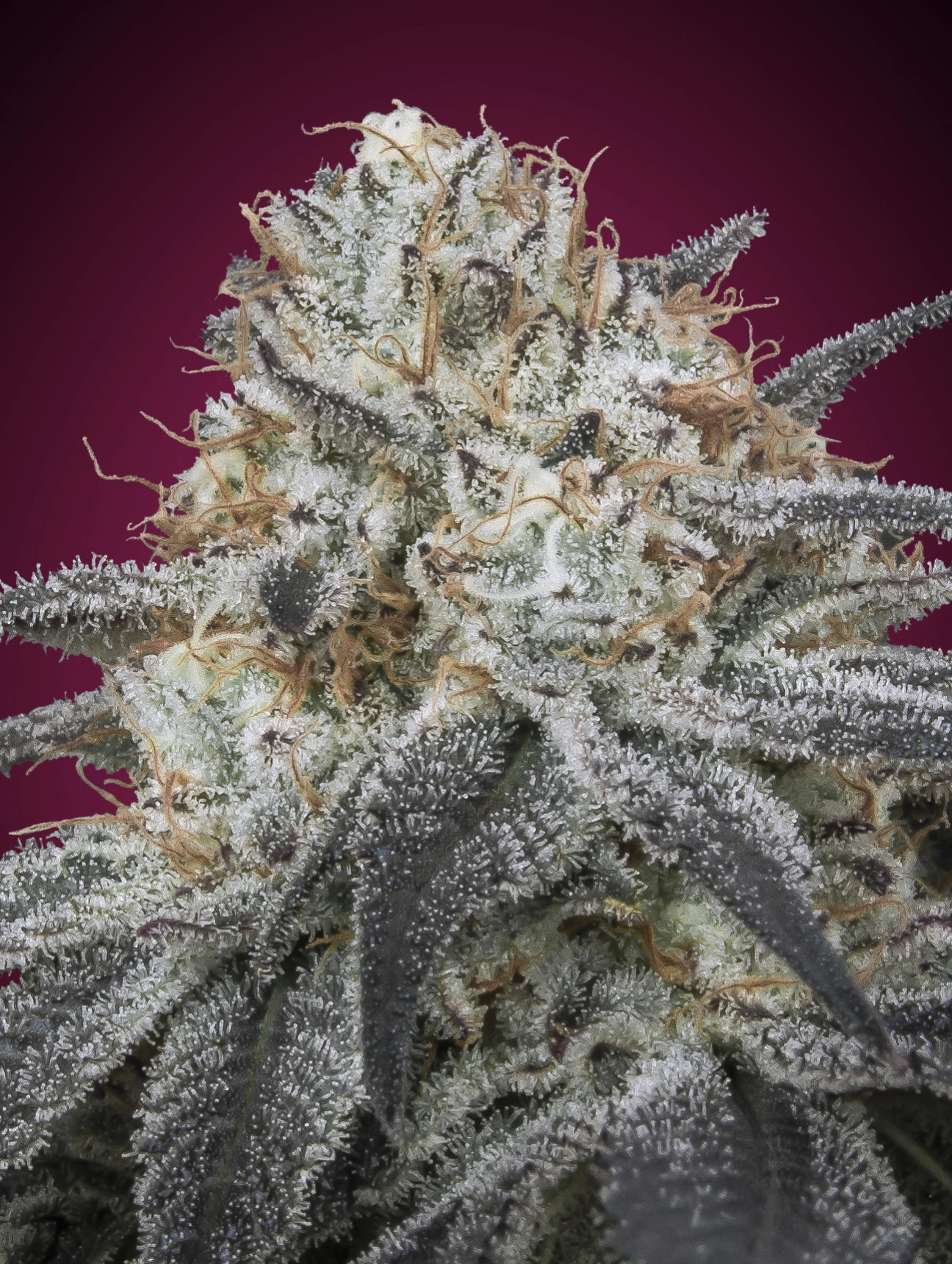 Slurricane Auto Auto Seeds Advanced Seeds