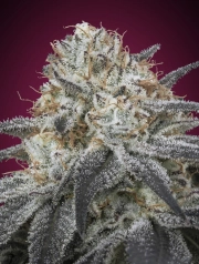 Slurricane Auto Auto Seeds Advanced Seeds
