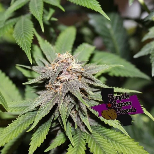 GOLD LINE MAC Daddy Regular Seeds Purple Caper Seeds