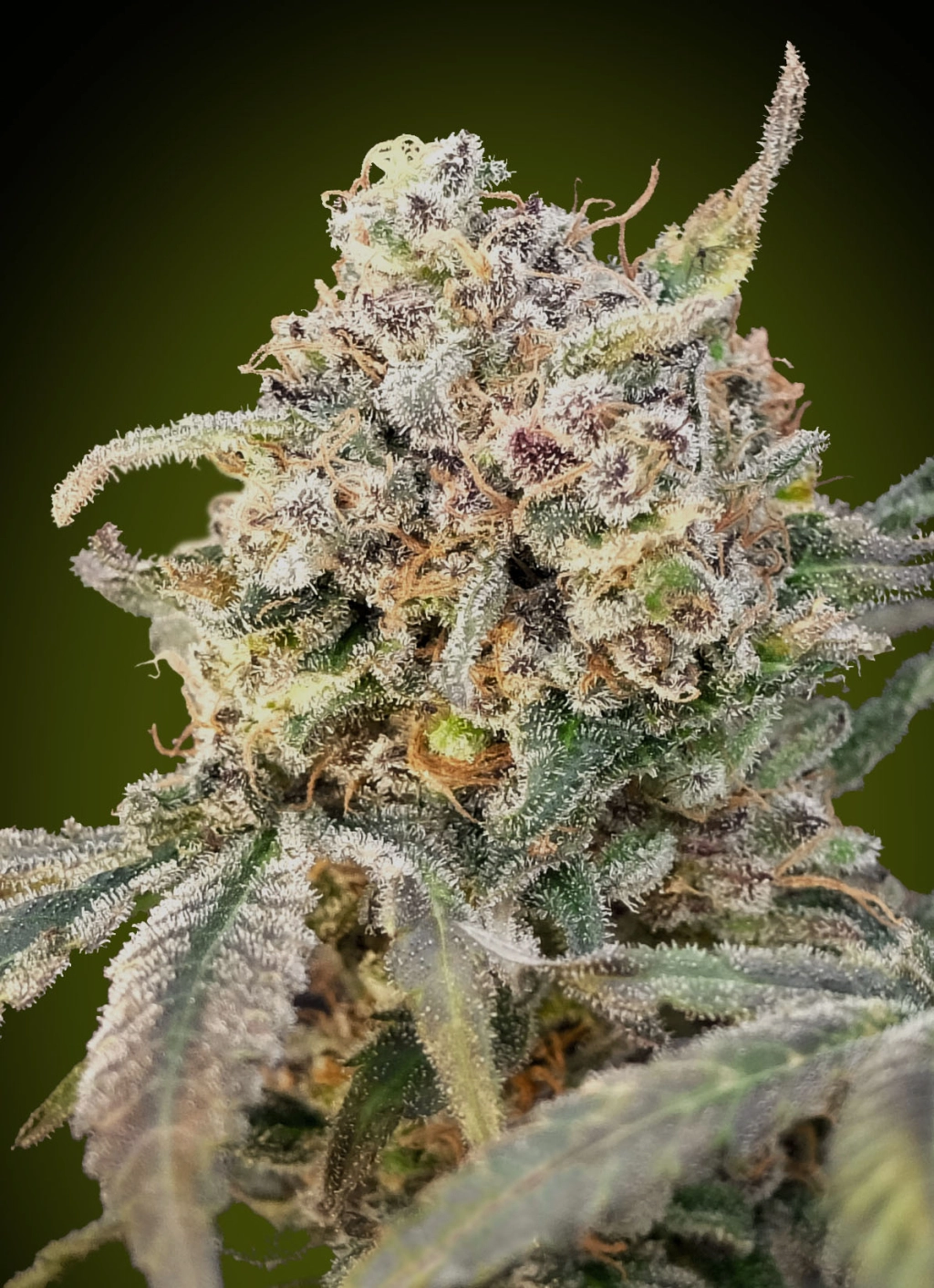 Somango Glue Auto Auto Seeds Advanced Seeds