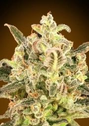 Biodiesel Mass XXL Auto Auto Seeds Advanced Seeds