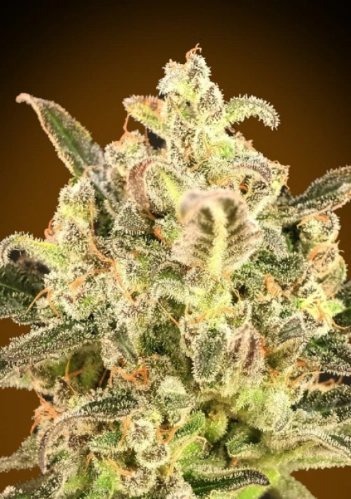 Biodiesel Mass XXL Auto Auto Seeds Advanced Seeds