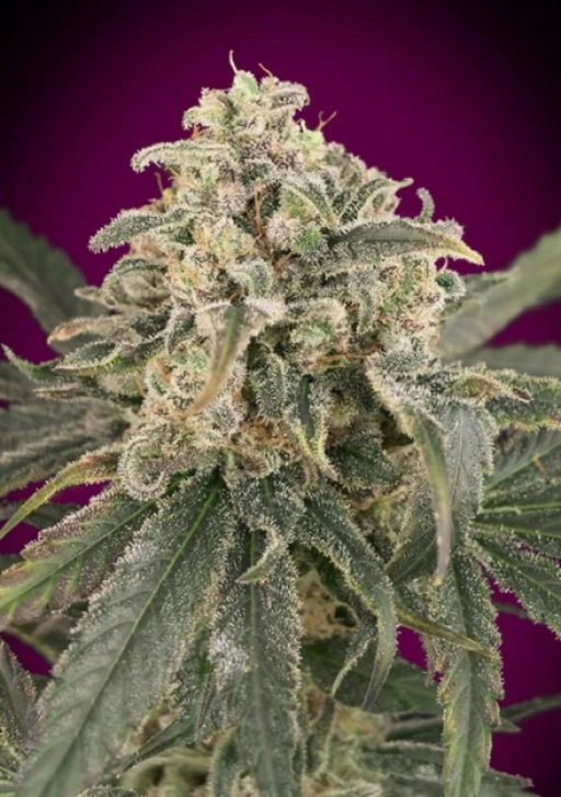 Amnesia XXL Auto Auto Seeds Advanced Seeds