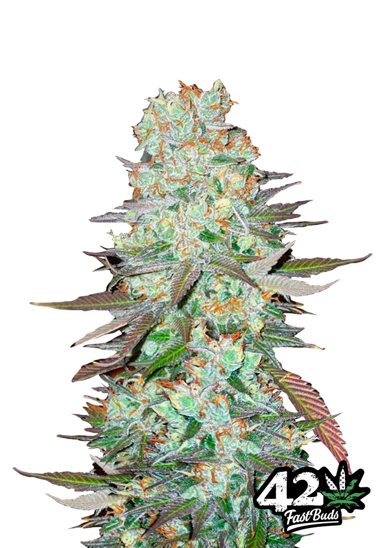 G14 Auto Seeds FastBuds
