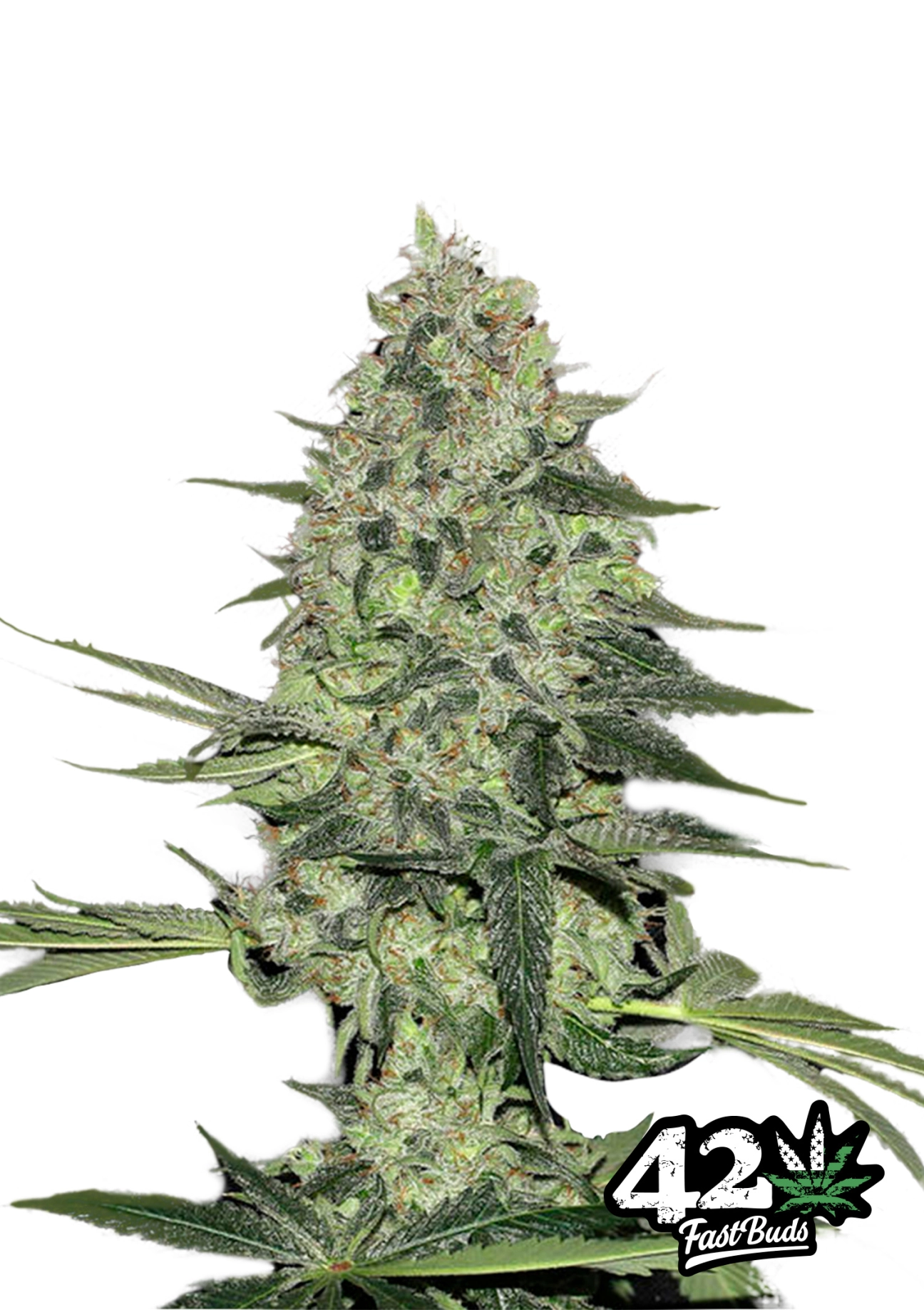 Rhino Ryder Auto Seeds FastBuds