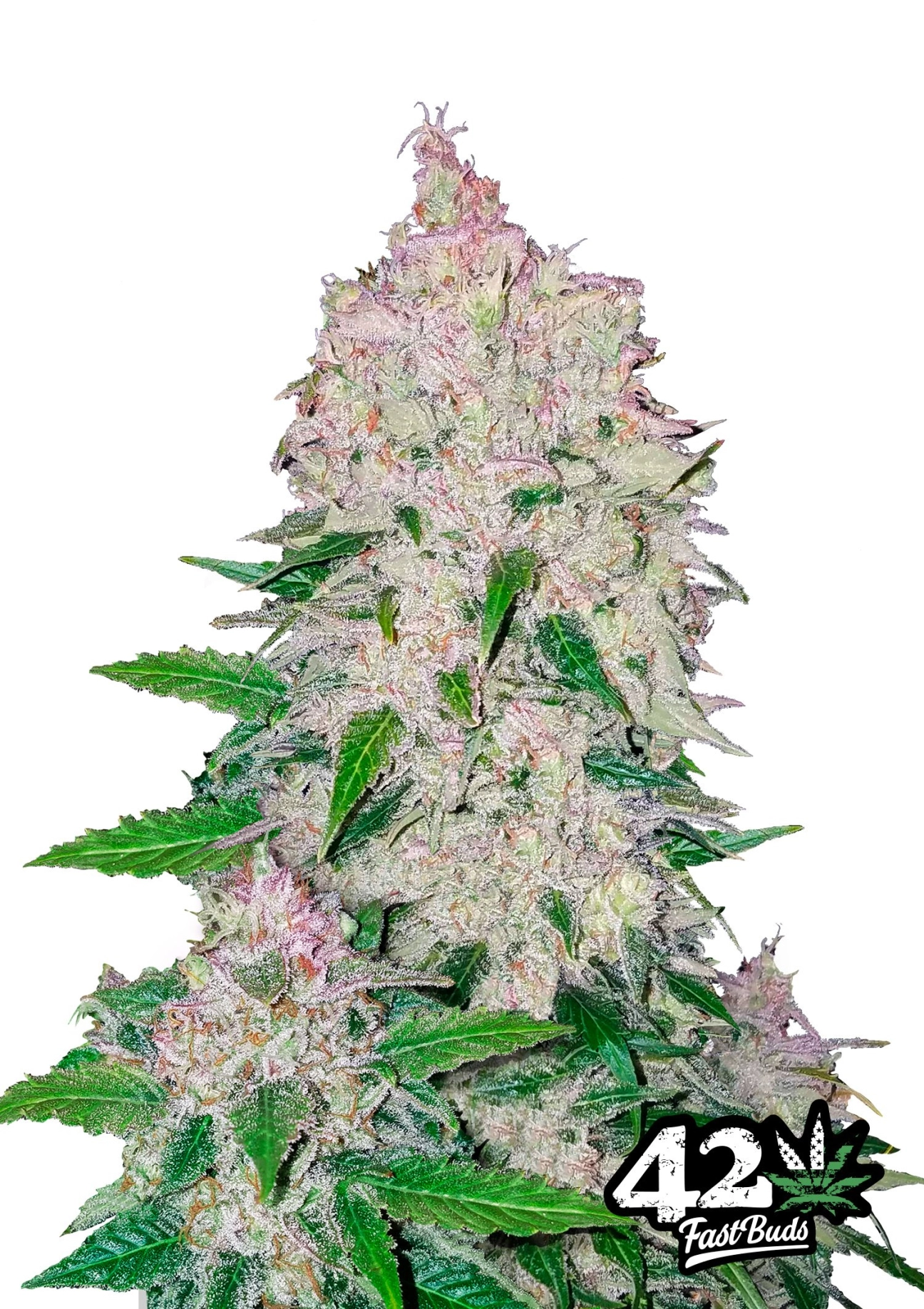 Stardawg Auto Seeds FastBuds