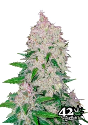 Stardawg Auto Seeds FastBuds