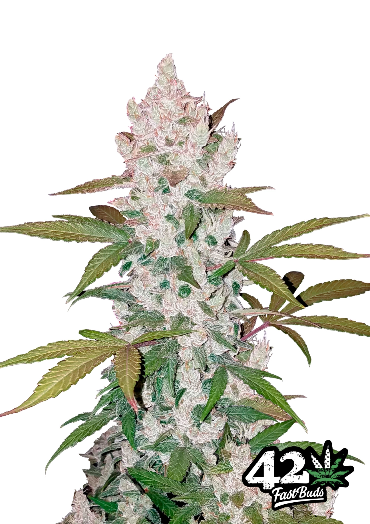 Cookies (AKA Girl Scout Cookies) Auto Seeds FastBuds